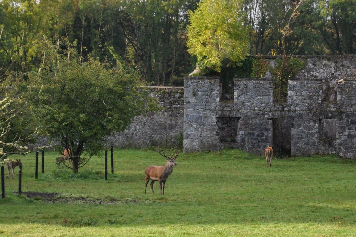 Deer grazing in the grounds of Coole Park, Galway, with historic stone ruins surrounded by woodland and open green space.
