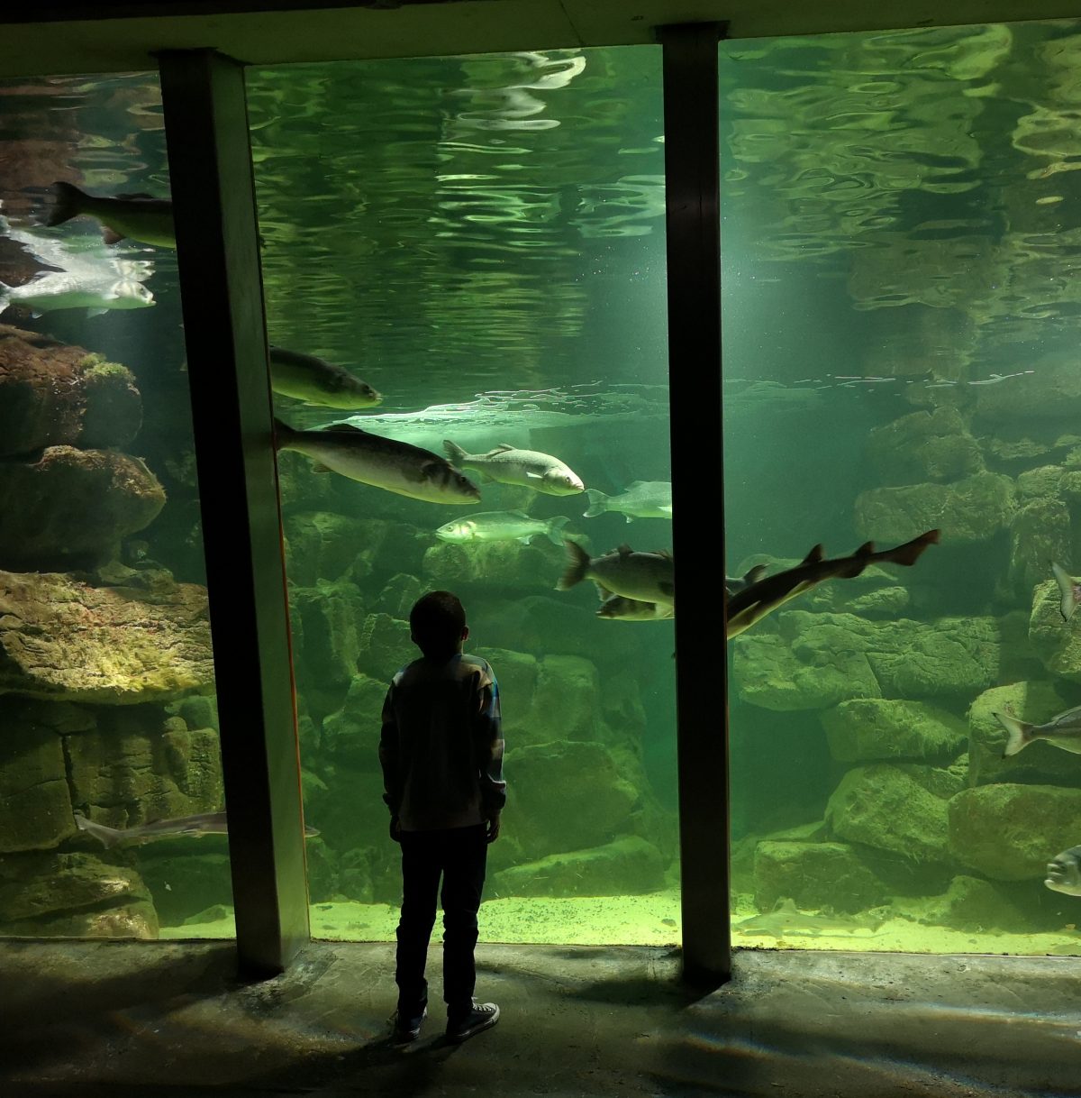 Galway Atlantaquaria, Seapoint Promenade, Salthill