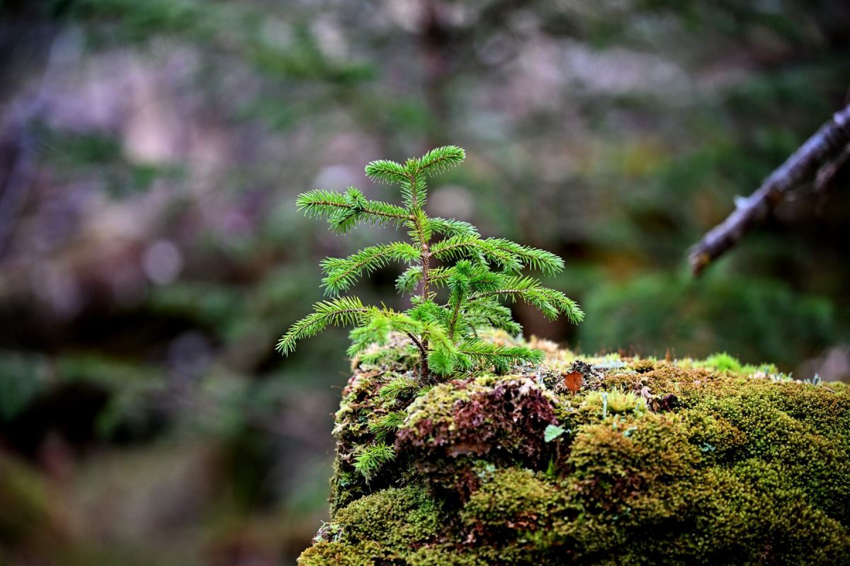 Tree-Barna-Woods-Co-Galway
