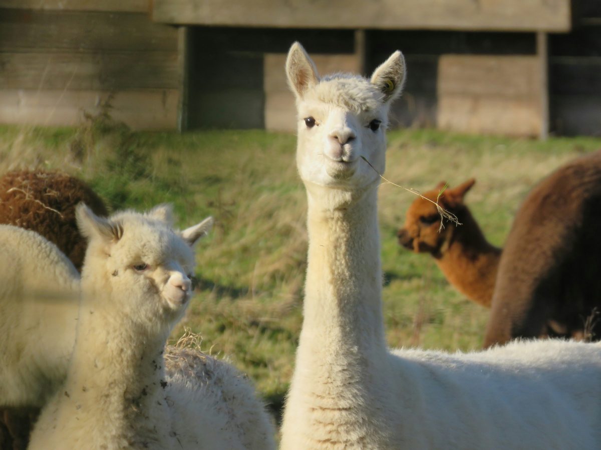alpacca