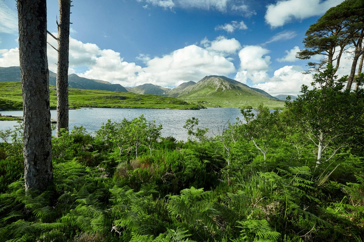 Pine-Island-Derryclare-Lough-County-Galway