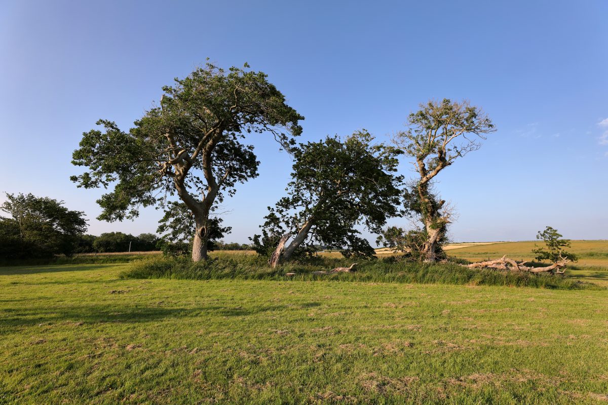 Walking trail through Rinville Park, Oranmore, with woodland scenery, open green space, and views across Galway Bay.